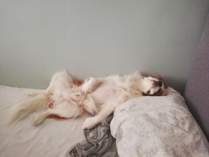 Hey Pandas, Capture A Picture Of Your Pet Sleeping (Closed) Hey Pandas, Capture A Picture Of Your Pet Sleeping (Closed)