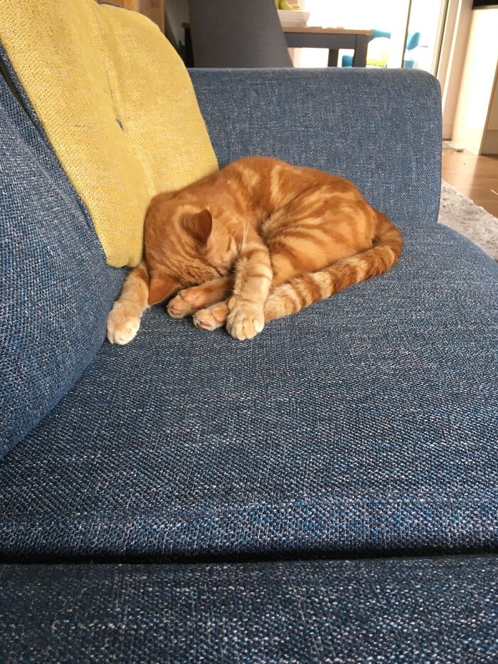 Hey Pandas, Capture A Picture Of Your Pet Sleeping (Closed) Hey Pandas, Capture A Picture Of Your Pet Sleeping (Closed)