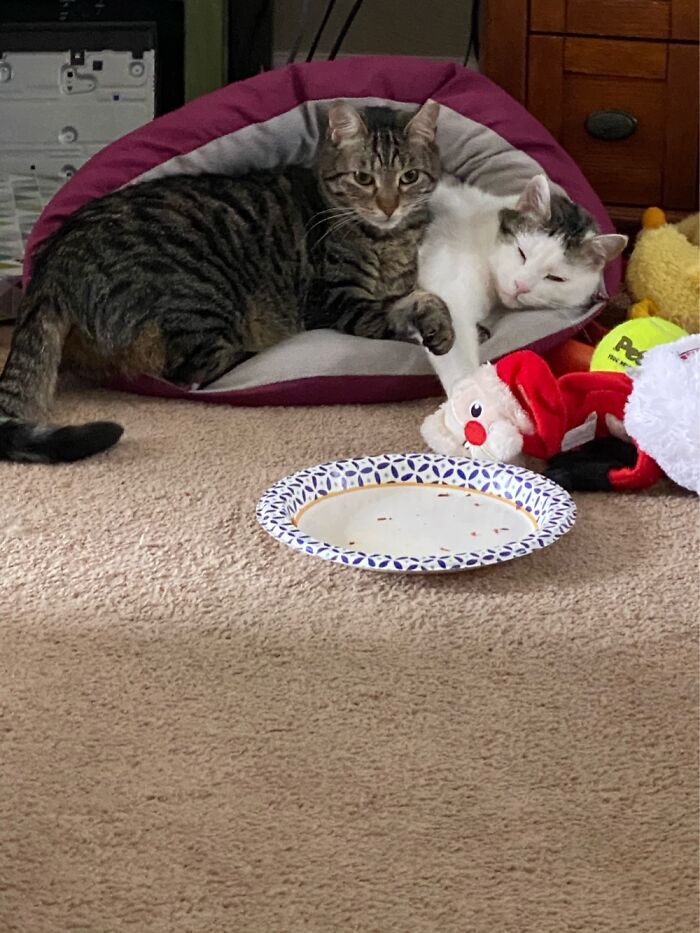 Hey Pandas, Capture A Picture Of Your Pet Sleeping (Closed) Hey Pandas, Capture A Picture Of Your Pet Sleeping (Closed)