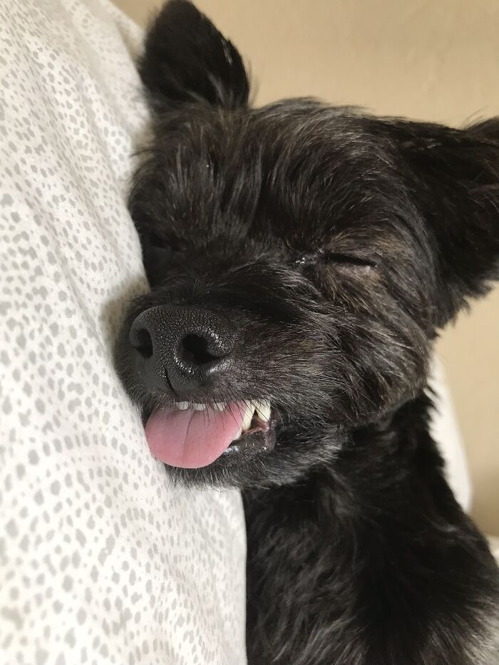 Hey Pandas, Capture A Picture Of Your Pet Sleeping (Closed) Hey Pandas, Capture A Picture Of Your Pet Sleeping (Closed)