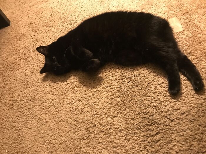 Hey Pandas, Capture A Picture Of Your Pet Sleeping (Closed) Hey Pandas, Capture A Picture Of Your Pet Sleeping (Closed)