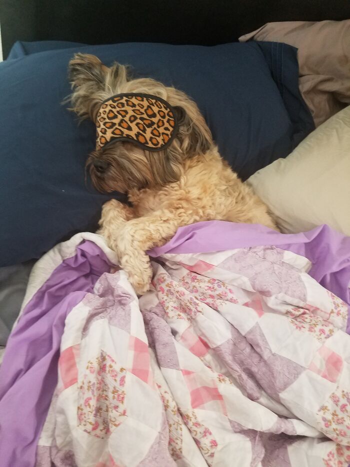 Hey Pandas, Capture A Picture Of Your Pet Sleeping (Closed) Hey Pandas, Capture A Picture Of Your Pet Sleeping (Closed)