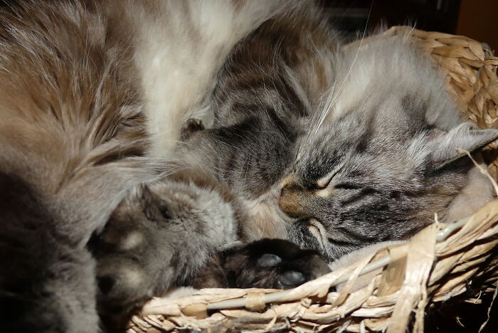 Hey Pandas, Capture A Picture Of Your Pet Sleeping (Closed) Hey Pandas, Capture A Picture Of Your Pet Sleeping (Closed)