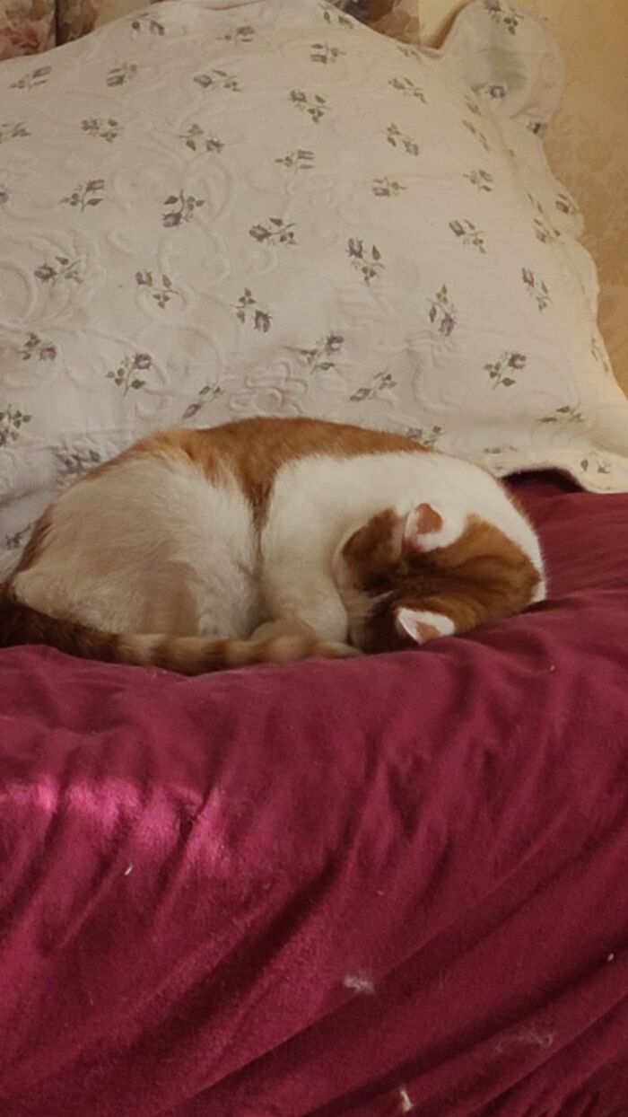 Hey Pandas, Capture A Picture Of Your Pet Sleeping (Closed) Hey Pandas, Capture A Picture Of Your Pet Sleeping (Closed)