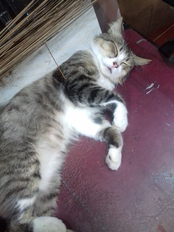 Hey Pandas, Capture A Picture Of Your Pet Sleeping (Closed) Hey Pandas, Capture A Picture Of Your Pet Sleeping (Closed)