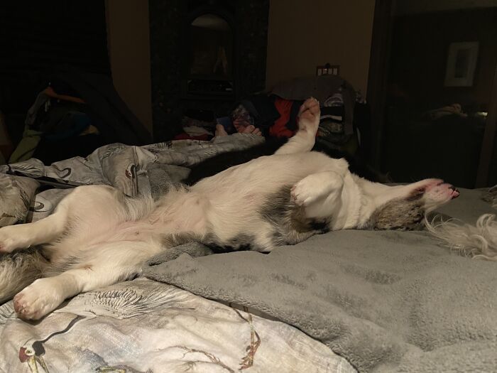 Hey Pandas, Capture A Picture Of Your Pet Sleeping (Closed) Hey Pandas, Capture A Picture Of Your Pet Sleeping (Closed)