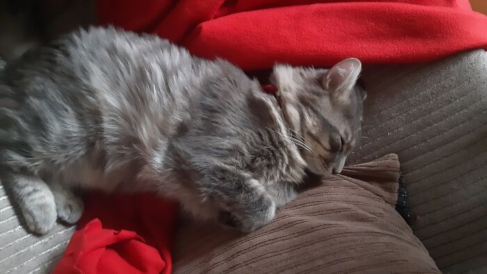 Hey Pandas, Capture A Picture Of Your Pet Sleeping (Closed) Hey Pandas, Capture A Picture Of Your Pet Sleeping (Closed)