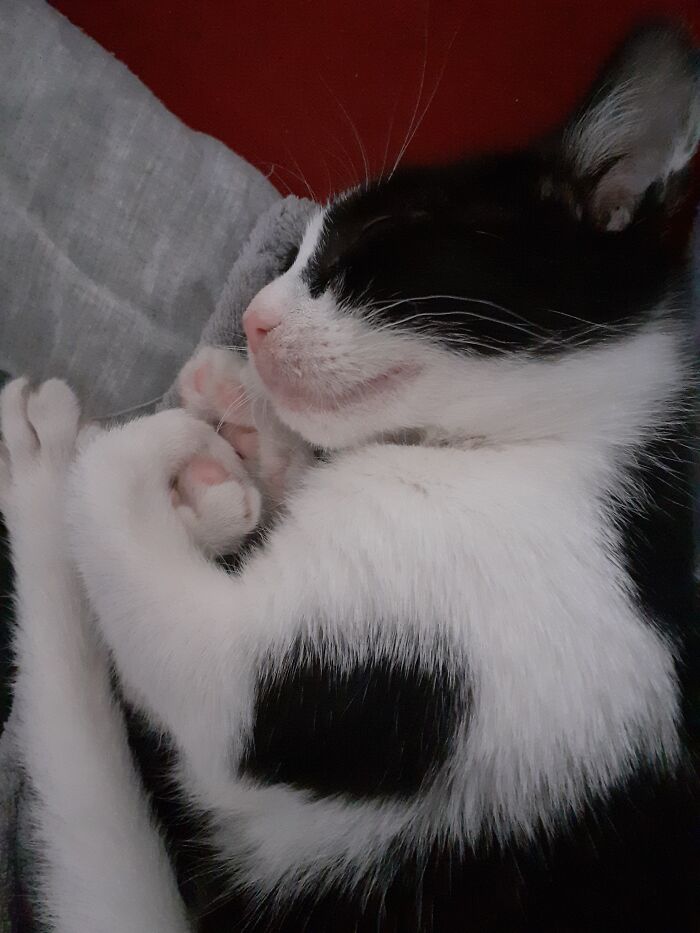 Hey Pandas, Capture A Picture Of Your Pet Sleeping (Closed) Hey Pandas, Capture A Picture Of Your Pet Sleeping (Closed)