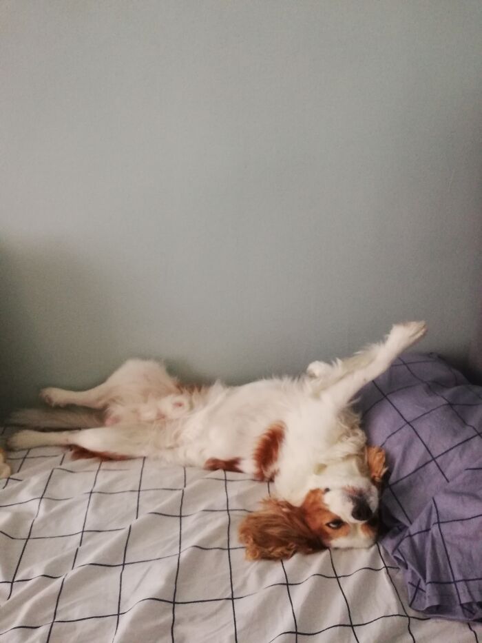 Hey Pandas, Capture A Picture Of Your Pet Sleeping (Closed) Hey Pandas, Capture A Picture Of Your Pet Sleeping (Closed)