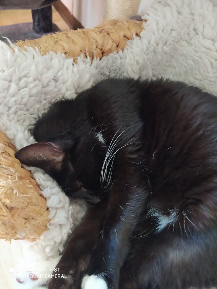 Hey Pandas, Capture A Picture Of Your Pet Sleeping (Closed) Hey Pandas, Capture A Picture Of Your Pet Sleeping (Closed)