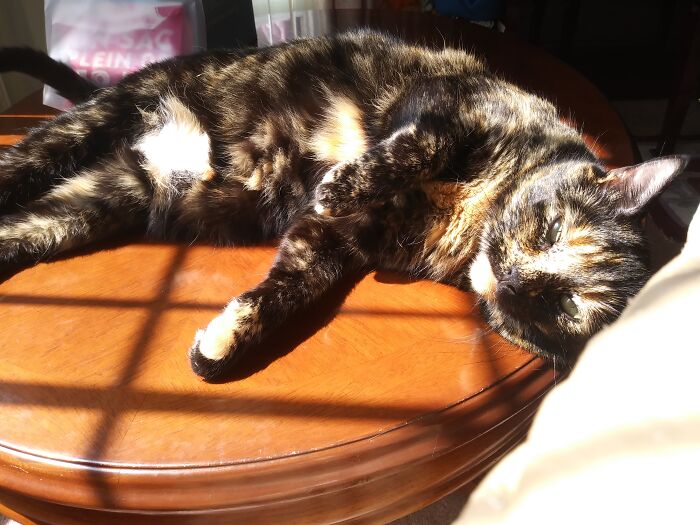 Hey Pandas, Capture A Picture Of Your Pet Sleeping (Closed) Hey Pandas, Capture A Picture Of Your Pet Sleeping (Closed)