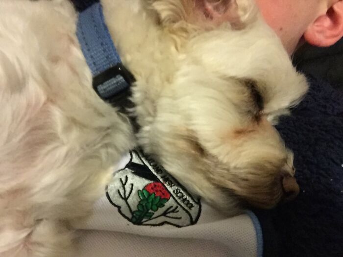 Hey Pandas, Capture A Picture Of Your Pet Sleeping (Closed) Hey Pandas, Capture A Picture Of Your Pet Sleeping (Closed)