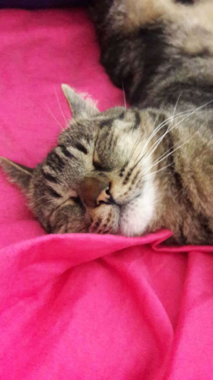 Hey Pandas, Capture A Picture Of Your Pet Sleeping (Closed) Hey Pandas, Capture A Picture Of Your Pet Sleeping (Closed)