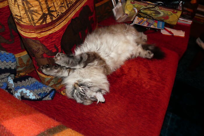 Hey Pandas, Capture A Picture Of Your Pet Sleeping (Closed) Hey Pandas, Capture A Picture Of Your Pet Sleeping (Closed)