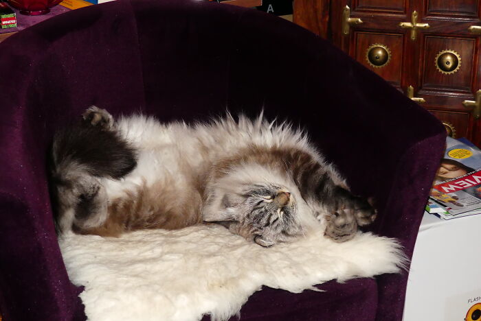 Hey Pandas, Capture A Picture Of Your Pet Sleeping (Closed) Hey Pandas, Capture A Picture Of Your Pet Sleeping (Closed)