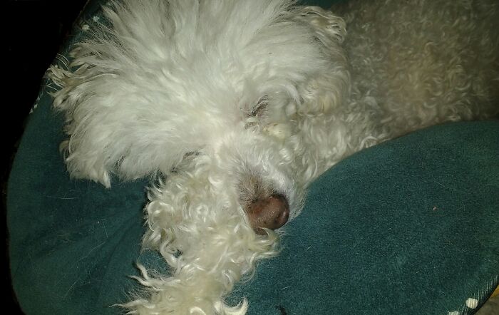 Hey Pandas, Capture A Picture Of Your Pet Sleeping (Closed) Hey Pandas, Capture A Picture Of Your Pet Sleeping (Closed)