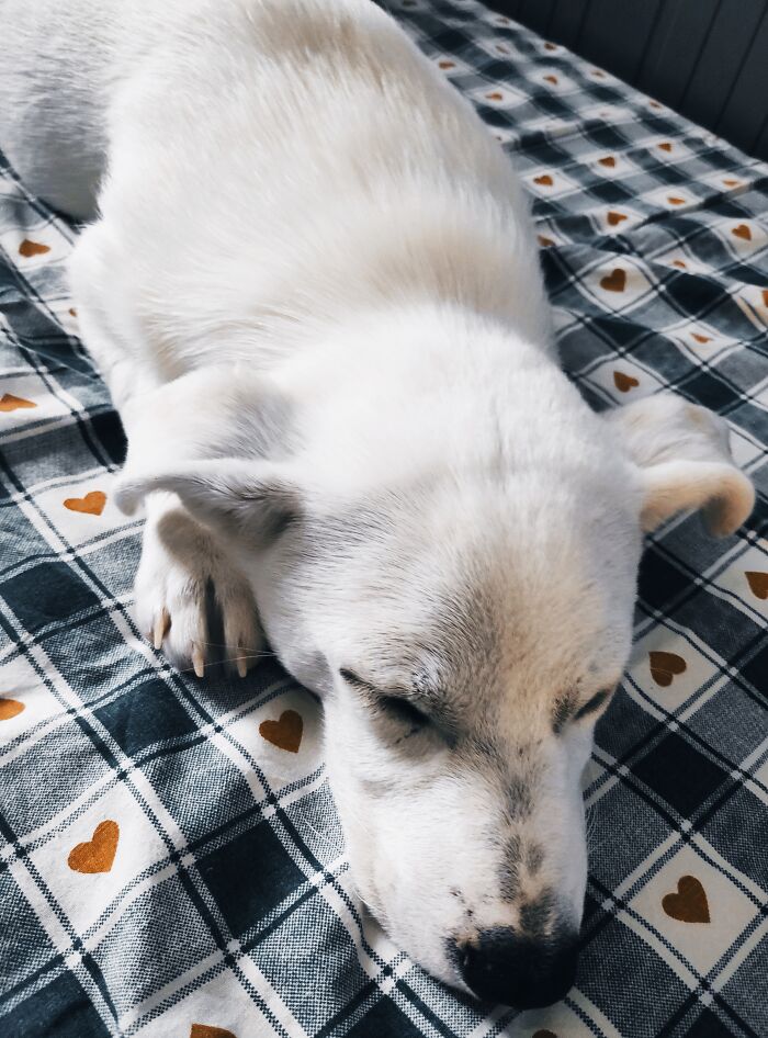 Hey Pandas, Capture A Picture Of Your Pet Sleeping (Closed) Hey Pandas, Capture A Picture Of Your Pet Sleeping (Closed)