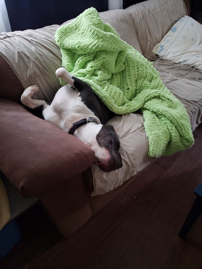 Hey Pandas, Capture A Picture Of Your Pet Sleeping (Closed) Hey Pandas, Capture A Picture Of Your Pet Sleeping (Closed)