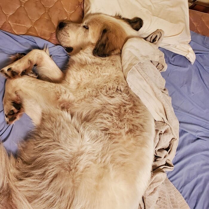 Hey Pandas, Capture A Picture Of Your Pet Sleeping (Closed) Hey Pandas, Capture A Picture Of Your Pet Sleeping (Closed)