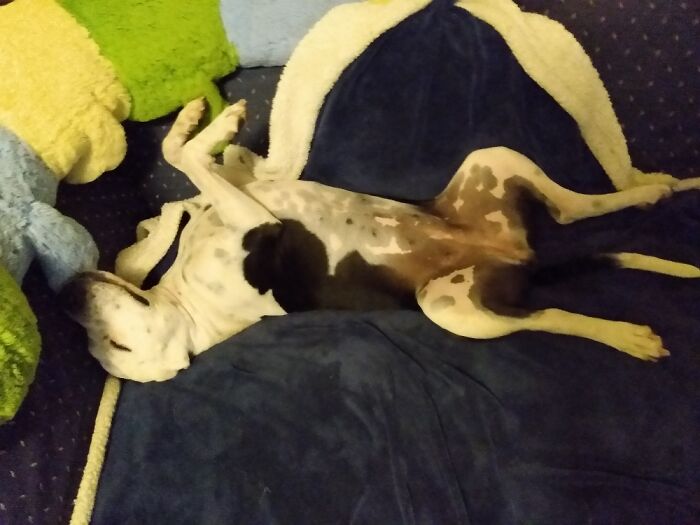 Hey Pandas, Capture A Picture Of Your Pet Sleeping (Closed) Hey Pandas, Capture A Picture Of Your Pet Sleeping (Closed)