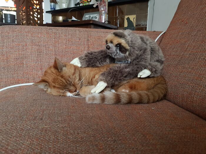 Hey Pandas, Capture A Picture Of Your Pet Sleeping (Closed) Hey Pandas, Capture A Picture Of Your Pet Sleeping (Closed)