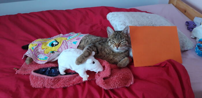 Hey Pandas, Capture A Picture Of Your Pet Sleeping (Closed) Hey Pandas, Capture A Picture Of Your Pet Sleeping (Closed)