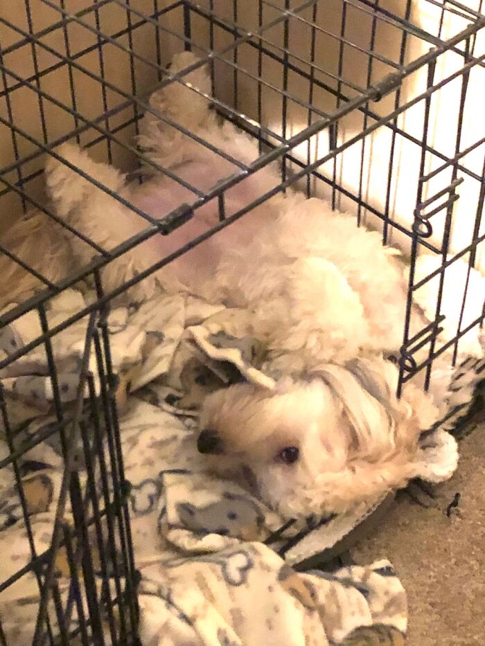 Hey Pandas, Capture A Picture Of Your Pet Sleeping (Closed) Hey Pandas, Capture A Picture Of Your Pet Sleeping (Closed)