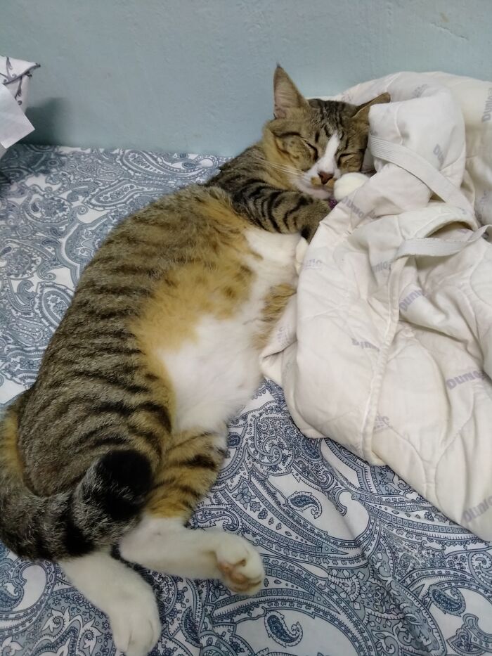 Hey Pandas, Capture A Picture Of Your Pet Sleeping (Closed) Hey Pandas, Capture A Picture Of Your Pet Sleeping (Closed)