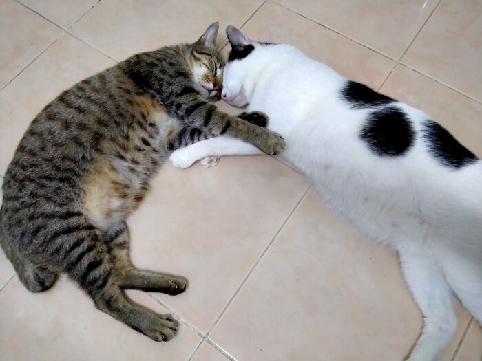 Hey Pandas, Capture A Picture Of Your Pet Sleeping (Closed) Hey Pandas, Capture A Picture Of Your Pet Sleeping (Closed)