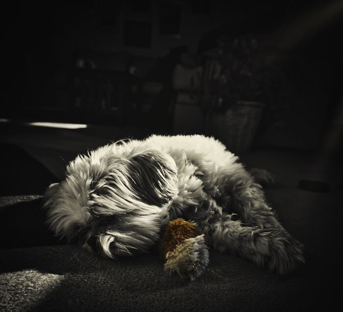 Hey Pandas, Capture A Picture Of Your Pet Sleeping (Closed) Hey Pandas, Capture A Picture Of Your Pet Sleeping (Closed)