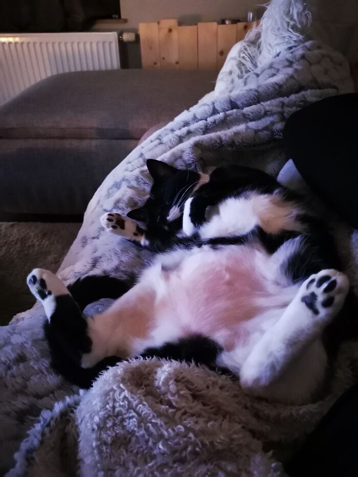 Hey Pandas, Capture A Picture Of Your Pet Sleeping (Closed) Hey Pandas, Capture A Picture Of Your Pet Sleeping (Closed)