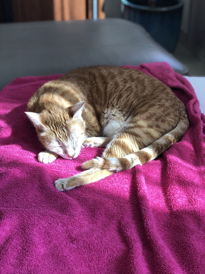 Hey Pandas, Capture A Picture Of Your Pet Sleeping (Closed) Hey Pandas, Capture A Picture Of Your Pet Sleeping (Closed)