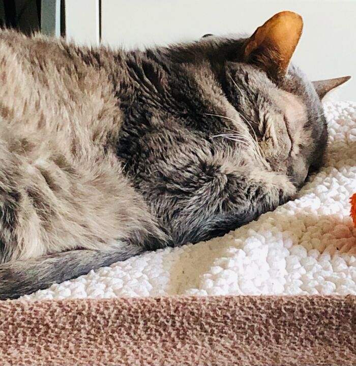 Hey Pandas, Capture A Picture Of Your Pet Sleeping (Closed) Hey Pandas, Capture A Picture Of Your Pet Sleeping (Closed)