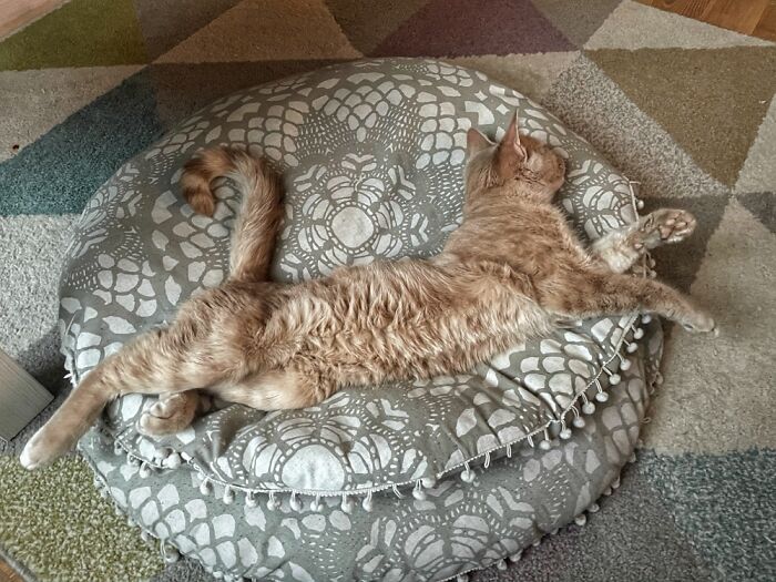 Hey Pandas, Capture A Picture Of Your Pet Sleeping (Closed) Hey Pandas, Capture A Picture Of Your Pet Sleeping (Closed)