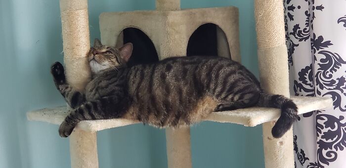 Hey Pandas, Capture A Picture Of Your Pet Sleeping (Closed) Hey Pandas, Capture A Picture Of Your Pet Sleeping (Closed)