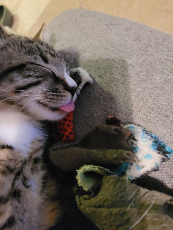 Hey Pandas, Capture A Picture Of Your Pet Sleeping (Closed) Hey Pandas, Capture A Picture Of Your Pet Sleeping (Closed)