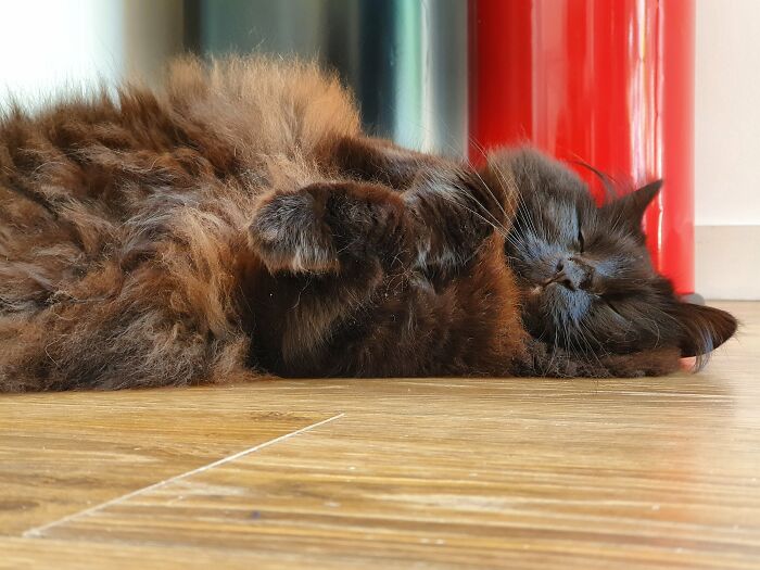 Hey Pandas, Capture A Picture Of Your Pet Sleeping (Closed) Hey Pandas, Capture A Picture Of Your Pet Sleeping (Closed)