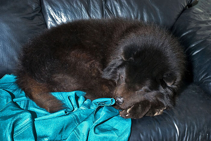 Hey Pandas, Capture A Picture Of Your Pet Sleeping (Closed) Hey Pandas, Capture A Picture Of Your Pet Sleeping (Closed)