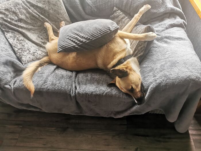 Hey Pandas, Capture A Picture Of Your Pet Sleeping (Closed) Hey Pandas, Capture A Picture Of Your Pet Sleeping (Closed)