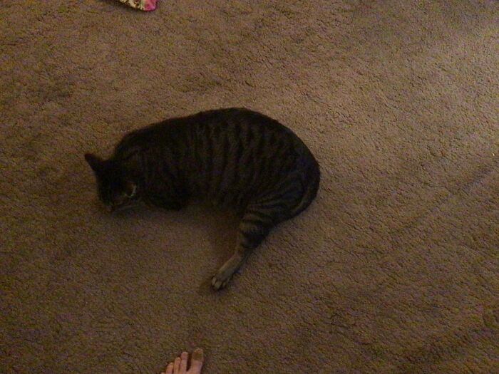 Hey Pandas, Capture A Picture Of Your Pet Sleeping (Closed) Hey Pandas, Capture A Picture Of Your Pet Sleeping (Closed)