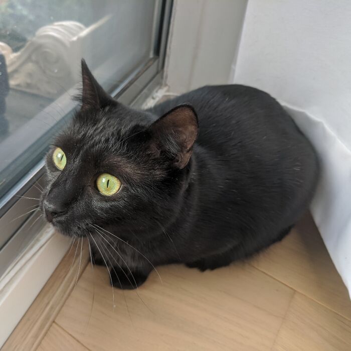 Hey Pandas, Capture A Picture Of Your Pet Sleeping (Closed) Hey Pandas, Capture A Picture Of Your Pet Sleeping (Closed)