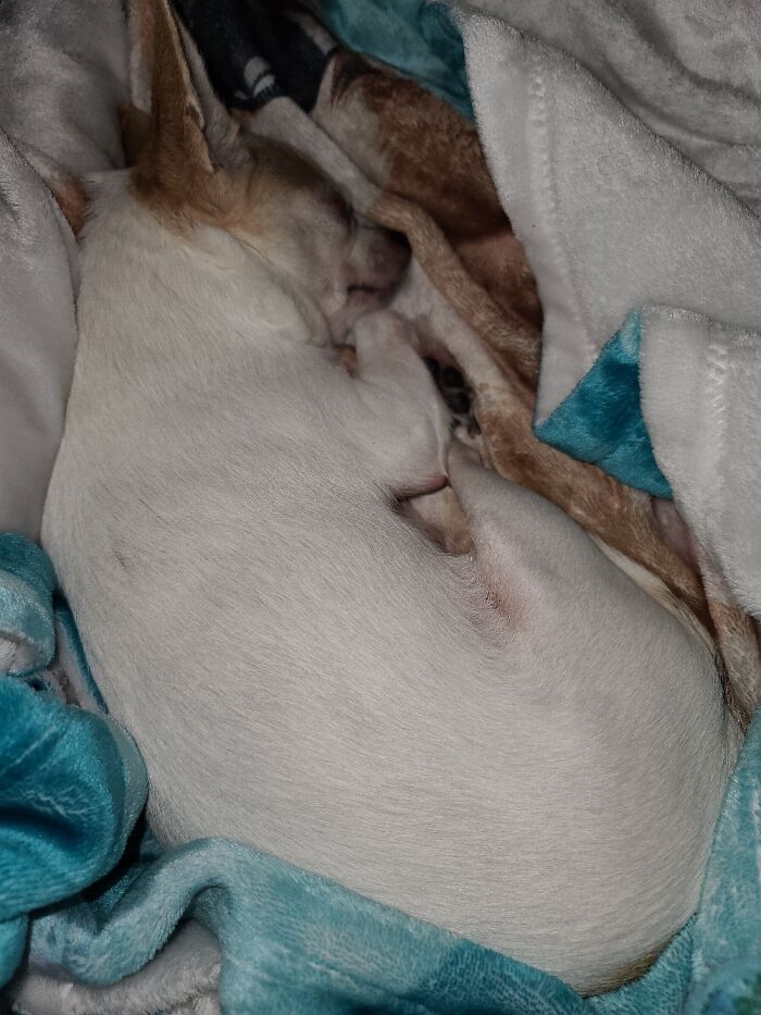 Hey Pandas, Capture A Picture Of Your Pet Sleeping (Closed) Hey Pandas, Capture A Picture Of Your Pet Sleeping (Closed)