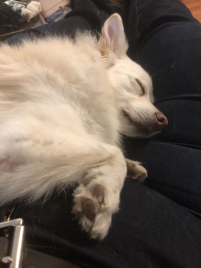 Hey Pandas, Capture A Picture Of Your Pet Sleeping (Closed) Hey Pandas, Capture A Picture Of Your Pet Sleeping (Closed)