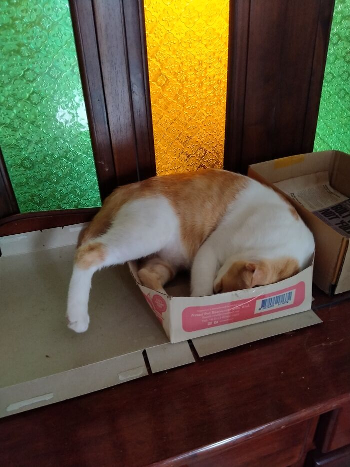 Hey Pandas, Capture A Picture Of Your Pet Sleeping (Closed) Hey Pandas, Capture A Picture Of Your Pet Sleeping (Closed)