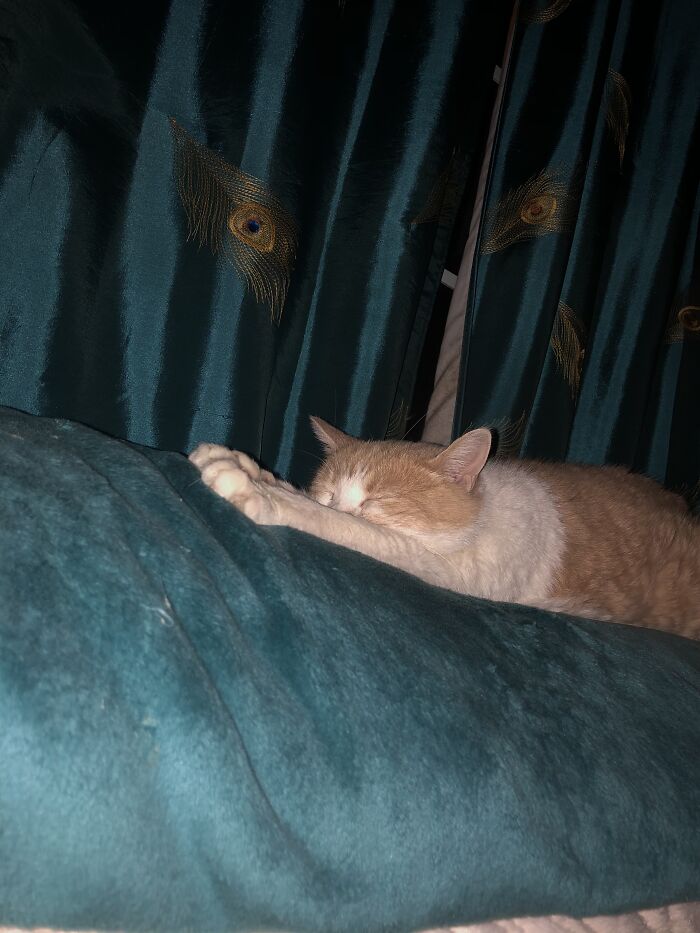 Hey Pandas, Capture A Picture Of Your Pet Sleeping (Closed) Hey Pandas, Capture A Picture Of Your Pet Sleeping (Closed)