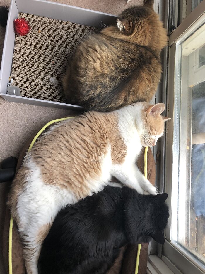 Hey Pandas, Capture A Picture Of Your Pet Sleeping (Closed) Hey Pandas, Capture A Picture Of Your Pet Sleeping (Closed)