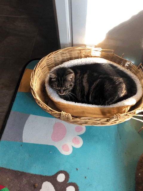 Hey Pandas, Capture A Picture Of Your Pet Sleeping (Closed) Hey Pandas, Capture A Picture Of Your Pet Sleeping (Closed)