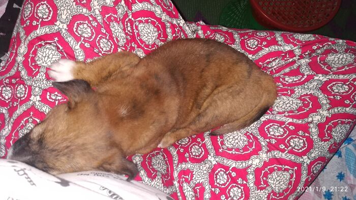 Hey Pandas, Capture A Picture Of Your Pet Sleeping (Closed) Hey Pandas, Capture A Picture Of Your Pet Sleeping (Closed)