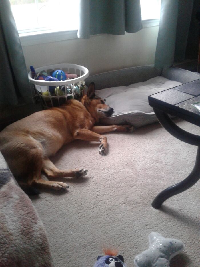 Hey Pandas, Capture A Picture Of Your Pet Sleeping (Closed) Hey Pandas, Capture A Picture Of Your Pet Sleeping (Closed)