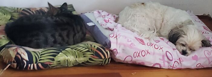 Hey Pandas, Capture A Picture Of Your Pet Sleeping (Closed) Hey Pandas, Capture A Picture Of Your Pet Sleeping (Closed)